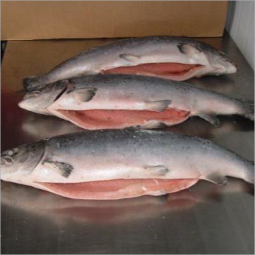Frozen Salmon Whole And Trout Fish