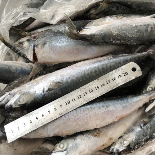 Frozen Pacific Mackerel Fish