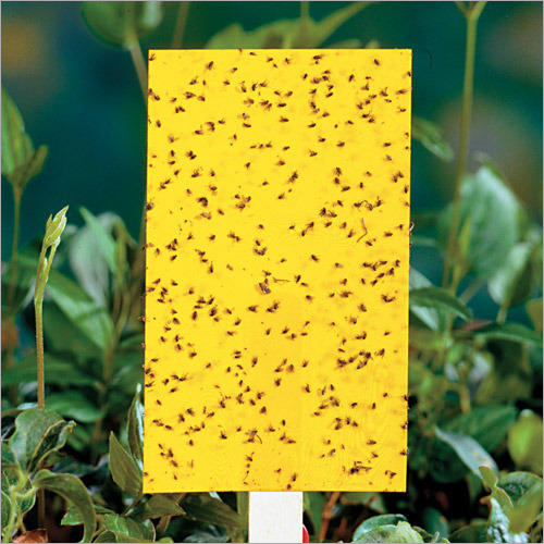 Insect Yellow Sticky Trap