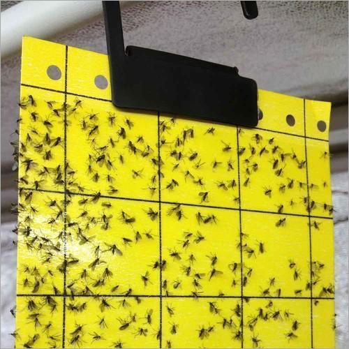 Pheromone Yellow Sticky Trap