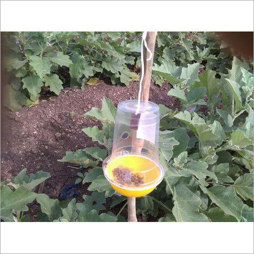 Easy Fruit Fly Trap
