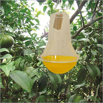 Fruit Fly Insect Trap