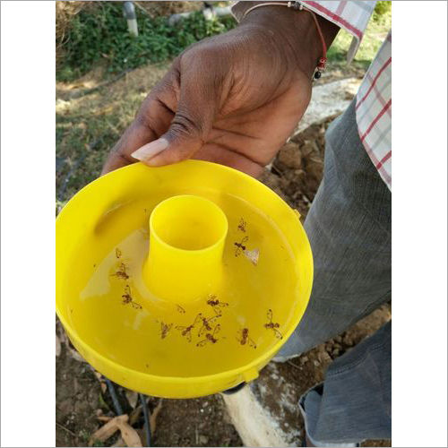 Fruit Fly Plastic Trap