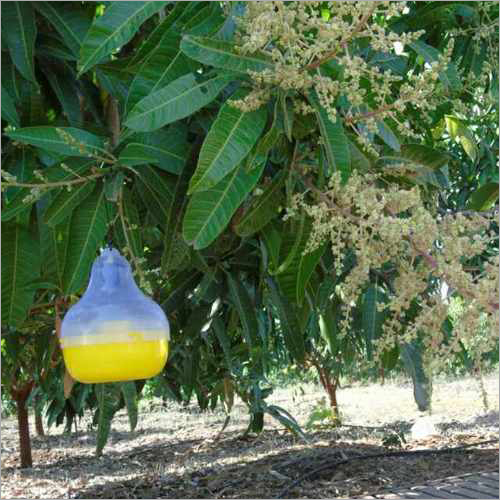 Fruit Fly Pheromone Lure