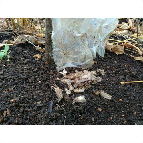 Plastic Pink Bollworm Pheromone Trap