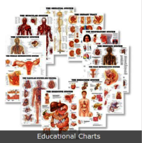 Educational Charts - Paper, 17" X 22" Size, Glossy Laminated Finish | Set Of 10 Educational Visual Aids