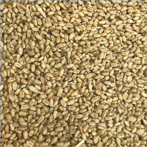 Wheat Grain By PARAMHANS HERBAL TRADERS