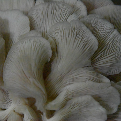 Fresh Oyster Mushroom - Organic Whole, White Color | Easy to Chopp, Fry, and Slice, Naturally Grown in Clean Environment by Experienced Farmers