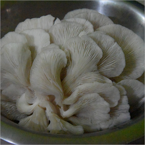 Oyster Mushroom - Whole, Natural Shape | White Color, Customizable Weight as per Requirement