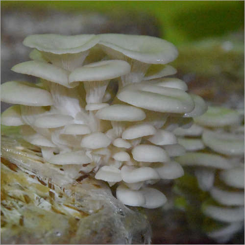 Organic Mushroom - Whole, Natural Shape, White Color | Enriched with Nutrients, Supports Immune System, Aids Vitamin D Levels, Antioxidant Properties