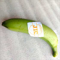 Raw Banana - 8-9.5 Inch, 35-39 Mm Thickness | Organic, Green, Whole, High Fiber, Low Glycemic Index 30, Sweet Taste