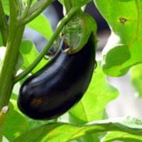 Instant Fresh Healthy Brinjal