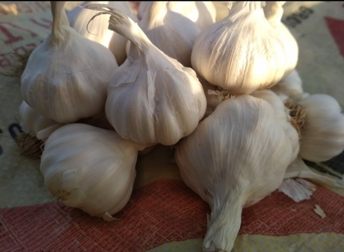 Fresh Dry Garlic By PARAMAR ENTERPRISES