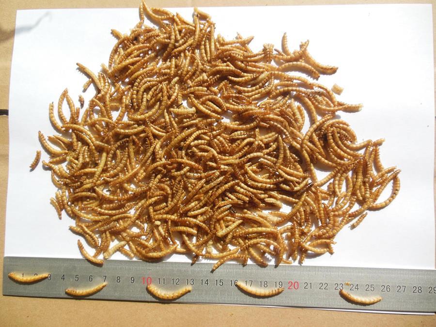 Microwave dried mealworms