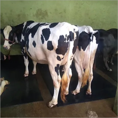 Hf Cow Supplier - Breed: Abs