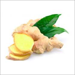 Ginger Dry Extract