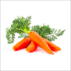 Carrot Liquid Extract