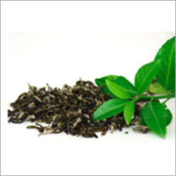 Green Tea Liquid Extract By KAIWAL BIOTECH