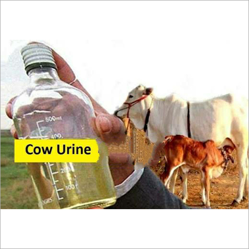 Cow Liquid Urine