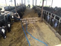 Hf Cow Dairy Farm - Color: Black And White