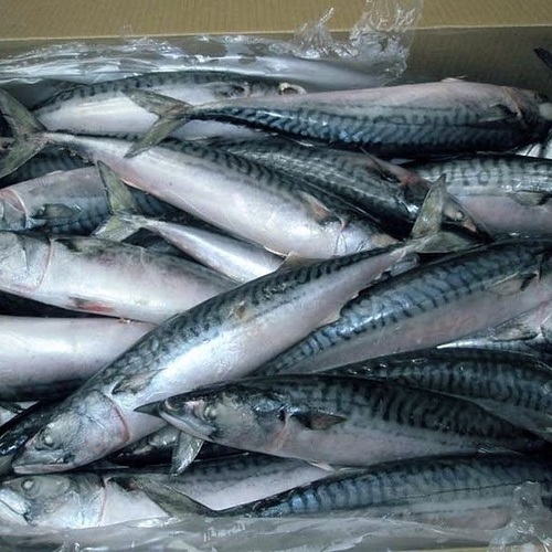 Edible Fish