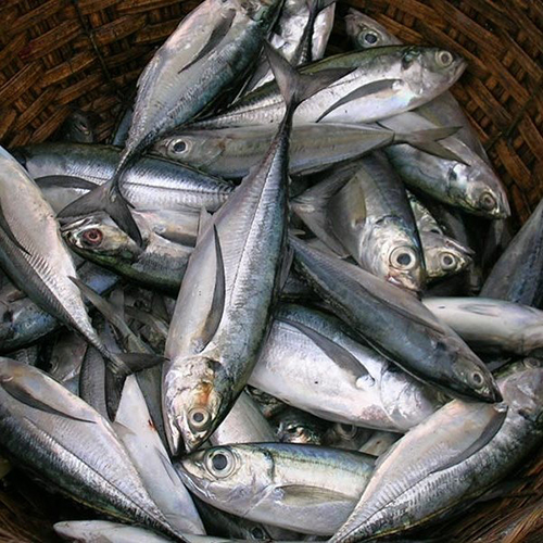 Salmon Fish