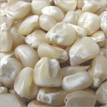 Non Gmo White Maize