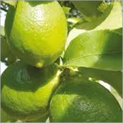 Green Lemon