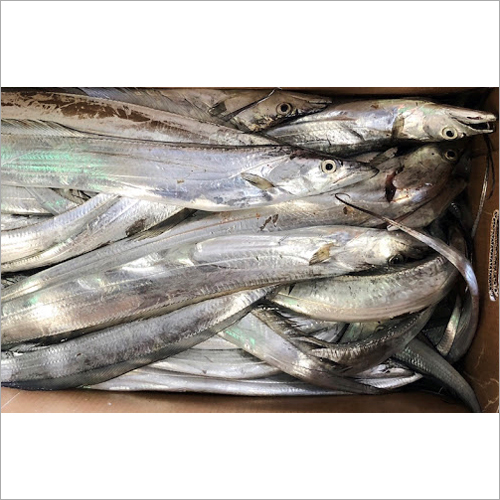 Ribbon Fish