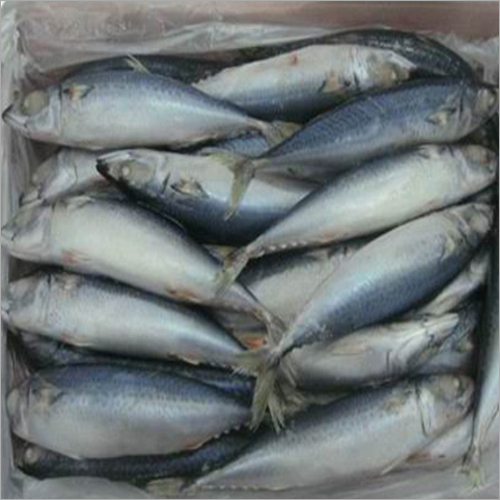 Mackerel Fish