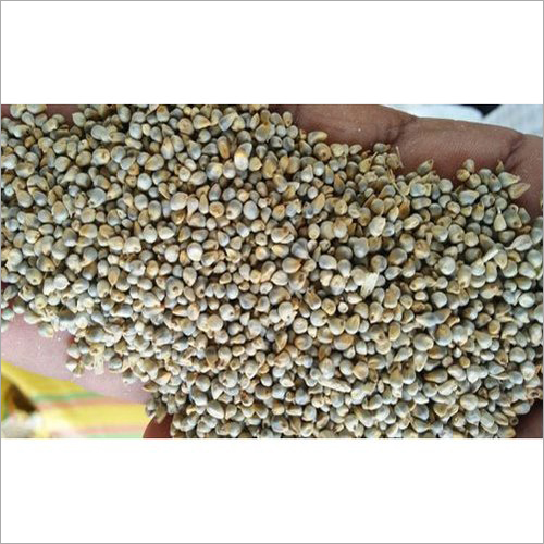 Yellow Millet Seed