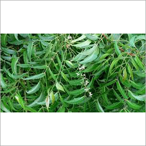Neem Leaves - Dried High Purity Organic Green Leaf | Immune Support for Tea Spices and Culinary Applications
