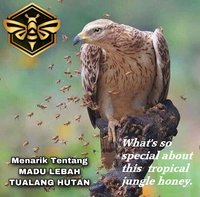 Honey Aura