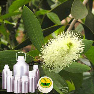 Cajeput Oil Cas No: 8008-98-8