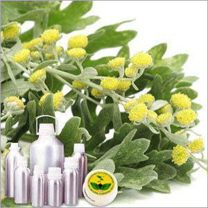 Davana Oil Cas No: 8016-03-3