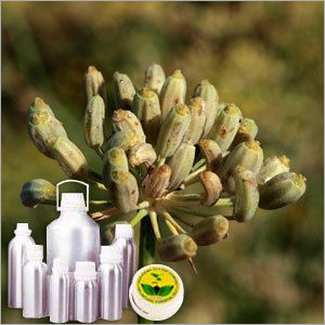 Certified Organic Fennel Sweet Oil