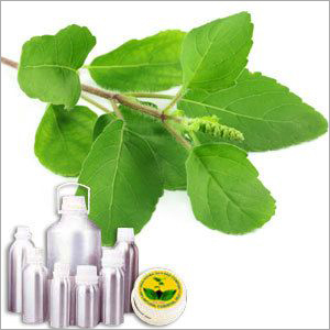 Basil Therapeutic Grade Oil Cas No: 8015-73-4