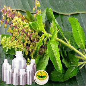 Basil Co2 Extract Oil Cas No: 8015-73-4