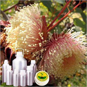 Eucalyptus Co2 Extract Oil Cas No: 8000-48-4
