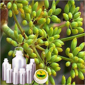 Fennel Co2 Extract Oil Cas No: 8006-84-6