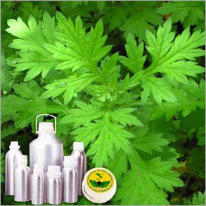 Davana Oil Cas No: 8016-03-3