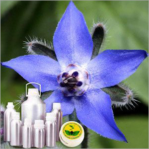 Borage Carrier Oil