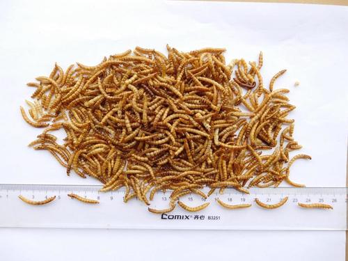 Dried Mealworms for Poultry birds feed