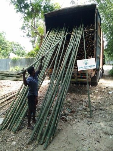 Bamboo Pole ( Jar )