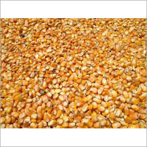 Maize Animal Feed