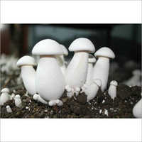 Milky Mushroom - Calocybe Variety, 10 Kg Packet, Organic White Mushrooms, Energy Good