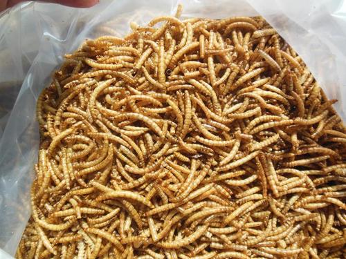 Highly Nutritious Dried Mealworms