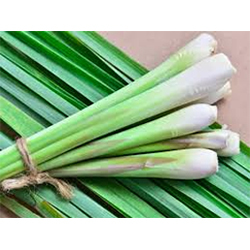 Natural Lemon Grass - Organic 10-15 Inches Green Bundle, Natural Flavor, Therapeutic Effects, Stress Relief, Digestive Aid
