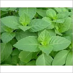 Fresh Tulsi Leaves