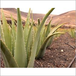 Natural Aloe Vera Leaf